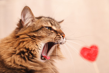 Valentine's day background. Beautiful fluffy cat funny yawns on a beige background with a red heart, close-up. Greeting card.