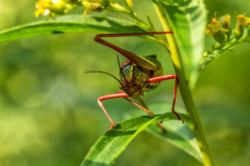 Grasshüpfer