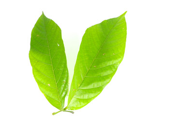 Fototapeta premium Leaf cocoa Close up