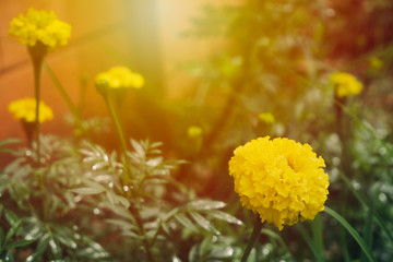 Marigold (Tagetes erecta L.) Beautiful flowers are blooming with bright yellow with green leaves.