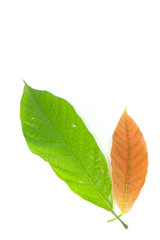 Leaf  cocoa Close up