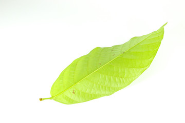 Leaf  cocoa Close up
