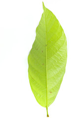 Leaf  cocoa Close up