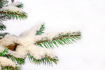 Branch of Christmas tree close-up in hoarfrost. Winter day.