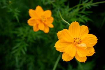 Mexican Aster, Cosmos, Komos (Cosmos bipinnatus Cav.) Beautiful flowers are blooming with bright orange with green leaves.