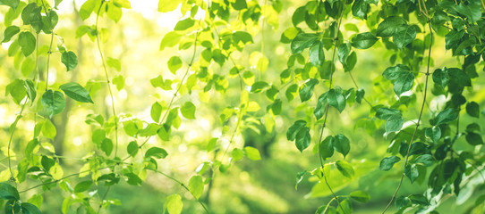 Blurred of leaf bokeh in garden morning background,spring summer season or green concept