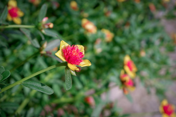 Close-up of the Yellow Flower with Red stamens in green leaves background.