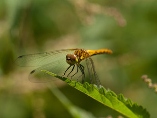 The red-veined darter (Sympetrum fonscolombii) on a green leaf