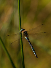 The southern hawker (Aeshna cyanea) on green stem