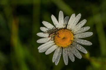 Fototapeta premium Grasshüpfer