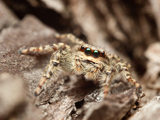 Beautiful jumping spider Marpissa muscosa on stones.