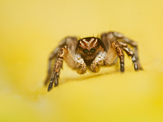 Jumping spider Aelurillus v-insignitus on yellow leaf.