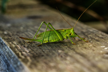 Grasshüpfer