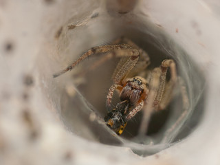 Wolf spider (Lycosidae) in his web with prey.