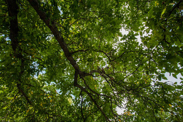 Tree top view.