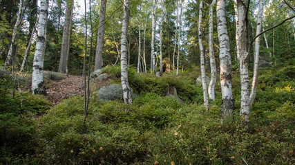 Birch trunks in the forest.