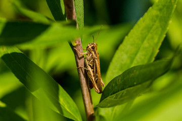 Grasshüpfer