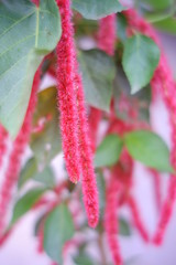 Amaranthus Caudatus flowers, Red Hot Cat's Tail, Chenille plant, known as Love Lies Bleeding,Thailand.