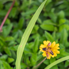 Climbing wedelia or Creeping daisy (Sphagneticola trilobata) Beautiful flowers are blooming with...