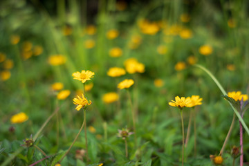 Climbing wedelia or Creeping daisy is yellow flower alone in green leaves background, The name in Thailand is the Gra-dum Thong Leuay.