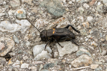 Naklejka premium Grasshüpfer