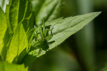 Grasshüpfer