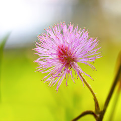 Mimosa pudica / Mimosa pigra in Fabaceae family on blurred green background. Beautiful pink flowers growing on a summer meadow.