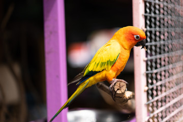colorful parrot