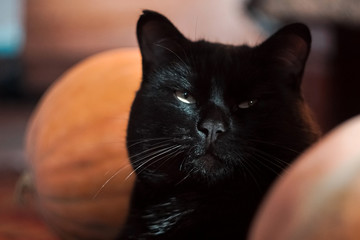 portrait of black cat