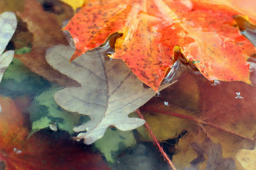 fallen autumn leaves and the first ice