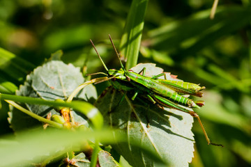 Grasshüpfer