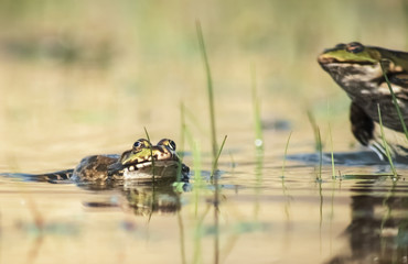 Frösche im Teich