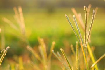 Finger grass (Digitaria adscendens) with blurry green grass and sunlight background.