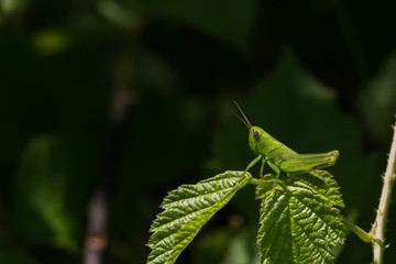 Obraz premium Grasshüpfer