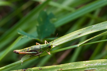 Grasshüpfer