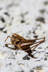 Grasshüpfer