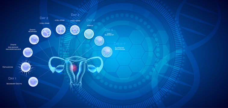 Female reproductive organs uterus and ovaries ovulation, fertilization by male sperm and cell development till blastocyst implantation. 