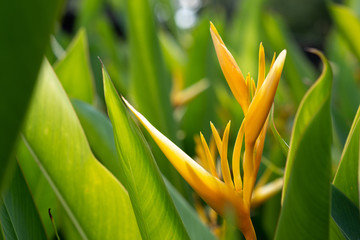 Yellow heliconia flower in the garden park for decoration landscape garden area with green leaves in the background.