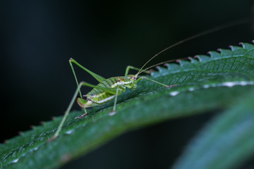Grasshüpfer