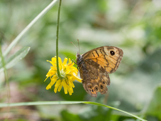 Obraz premium Lasiommata megera, or wall brown butterfly sitting on a yellow flower