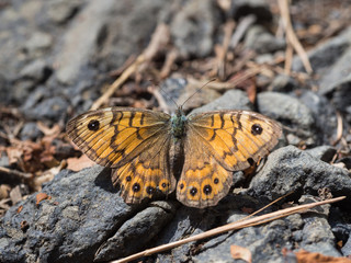 Lasiommata megera, or wall brown butterfly sitting on a ground