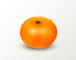One citrus fruit mandarin or tangerine isolated on a white background. Realistic Vector Illustration