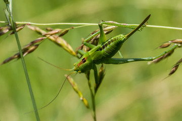 Grasshüpfer