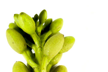 Broken bones tree Close up