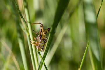 Grasshüpfer