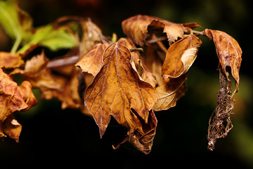 dead leaves in autumn