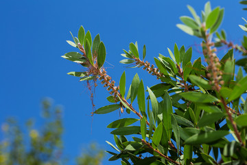 green branch of a tree against the blue sky