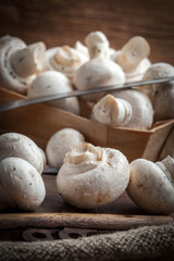 Freshly harvested mushrooms.