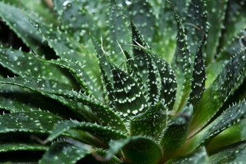 closeup of a green cactus