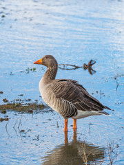 Greylag Goose (Anser anser) standing in  Water